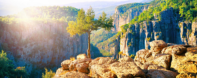 Lonely tree on top of rock in mountains in canyon. Spectacular natural panoramic landscape with canyon cliffs at sunrise in sunlight.