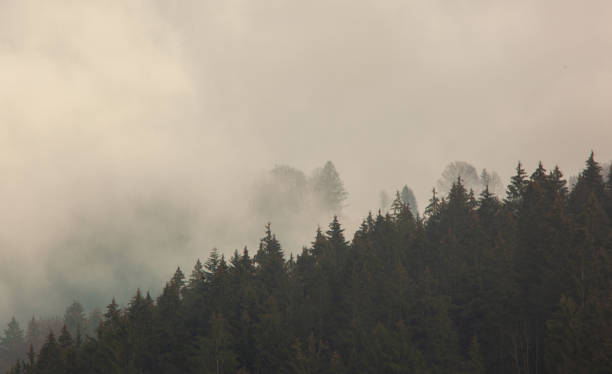Free Stock Photo of Dense Fog Envelops Lush Forest With Tall Trees ...