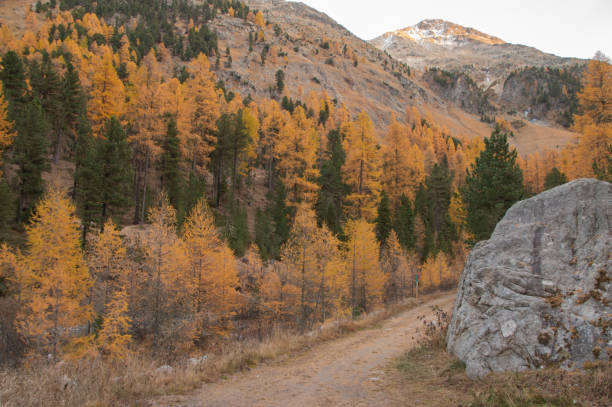 istock Colors of the autumn in St. Moritz. 1354698562