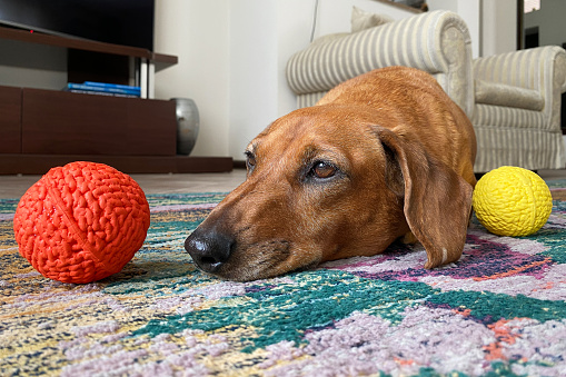 DIY PET TOYS: IDEAS TO MAKE YOUR FURRY FRIEND HAPPY