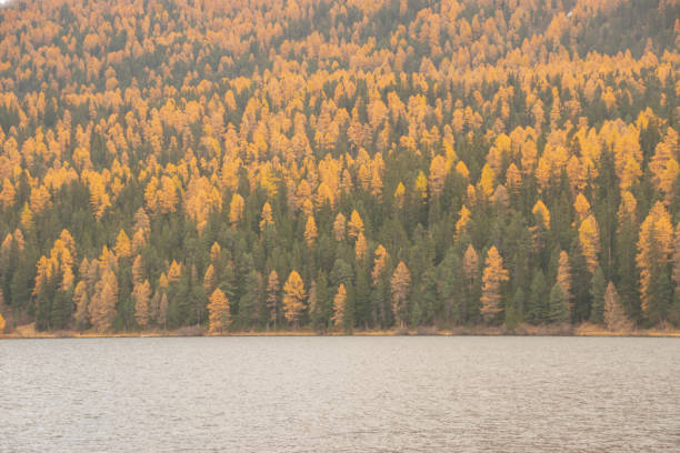 istock Colors of the autumn in St. Moritz. 1354699700