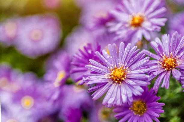 Aster dumosus (Symphyotrichum dumosum,Bushy aster)with water drops macro photography.Japanese aster or Kalimeris incisa flowers.wallpaper with lilac aster flowers.Wet lilac flowers background. Aster dumosus (Symphyotrichum dumosum,Bushy aster)with water drops macro photography.Japanese aster or Kalimeris incisa flowers.wallpaper with lilac aster flowers.Wet lilac flowers background. kalimeris incisa stock pictures, royalty-free photos & images