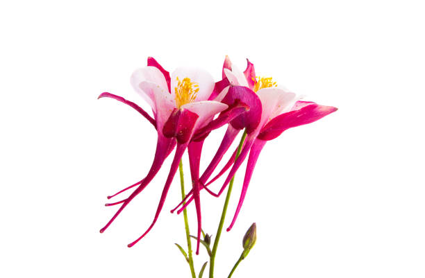 aquilegia flower isolated on white background