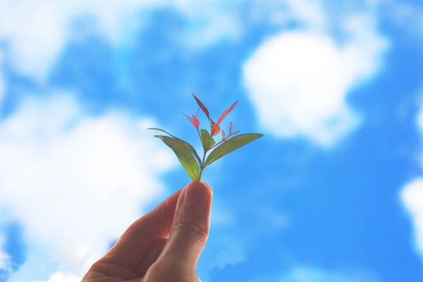 istock Fingers holding up young leaves against sky 1354700576