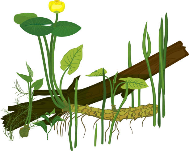 żółta lilia wodna (nuphar lutea) roślina z zielonymi liśćmi, żółtym kwiatem i kłączem oraz innymi roślinami wodnymi izolowanymi na białym tle. szczegóły podwodnego stawu - driftwood stock illustrations