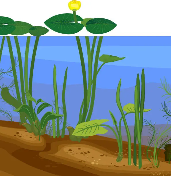 Vector illustration of Abstract underwater pond landscape with driftwood and aquatic plants