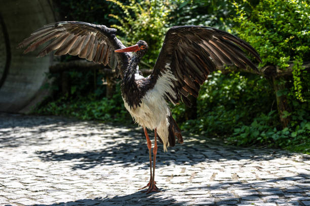 The Black stork, Ciconia nigra is a large bird in the stork family Ciconiidae.