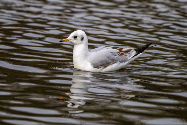 istock The European Herring Gull, Larus argentatus is a large gull 1354701216