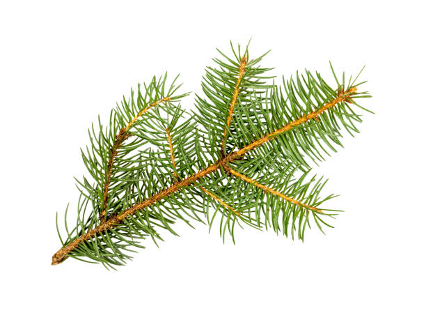 istock Spruce branch isolated on a white background 1354701291