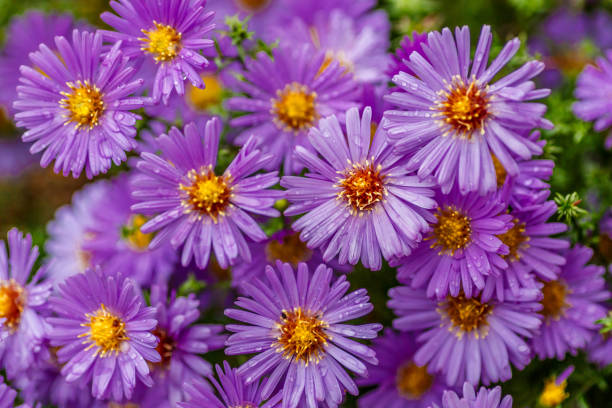 Aster dumosus (Symphyotrichum dumosum,Bushy aster)with water drops macro photography.Japanese aster or Kalimeris incisa flowers.wallpaper with lilac aster flowers.Wet lilac flowers background. Aster dumosus (Symphyotrichum dumosum,Bushy aster)with water drops macro photography.Japanese aster or Kalimeris incisa flowers.wallpaper with lilac aster flowers.Wet lilac flowers background. kalimeris incisa stock pictures, royalty-free photos & images