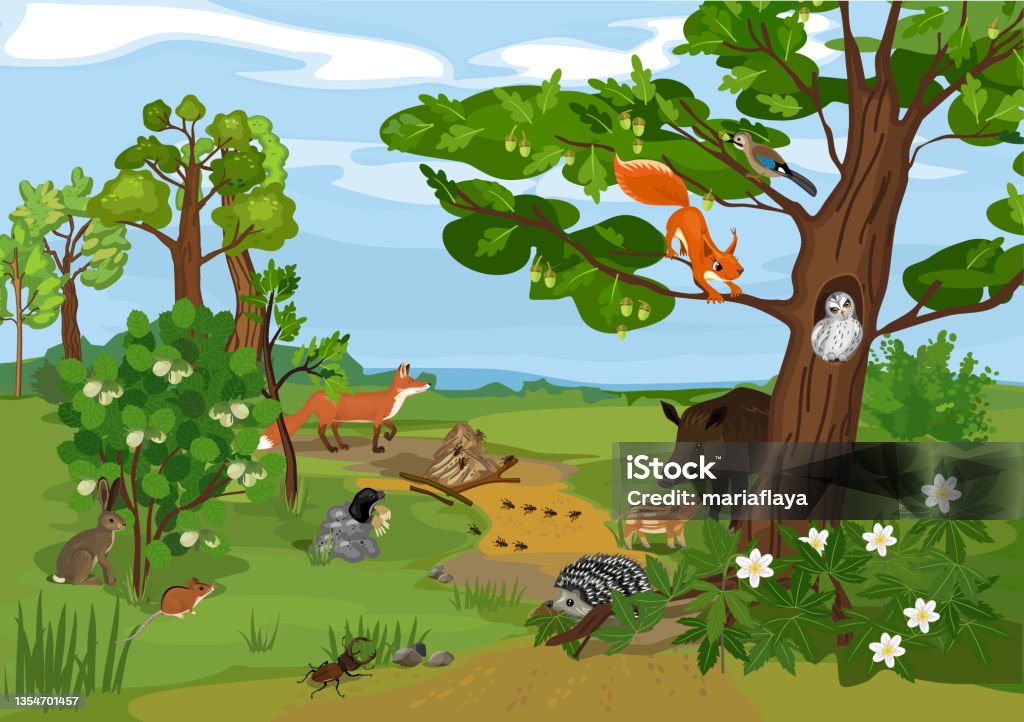 Grove Biotope With Different Animals And Plants In Their Natural Habitat  Ecosystem Of Forest Stock Illustration - Download Image Now - iStock