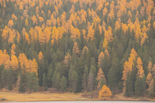 istock Colors of the autumn in St. Moritz. 1354702510