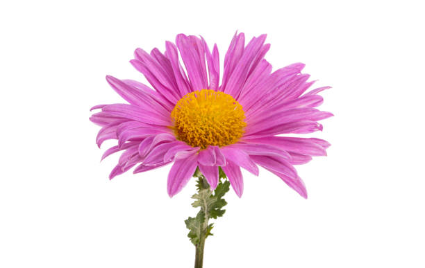 istock chrysanthemum flower isolated 1354705454
