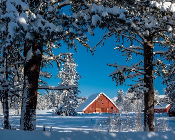 istock Snow covered trees and Christmas red barn in winter 1354707695