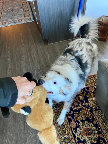 istock Happy dog playing tug of war 1354708303