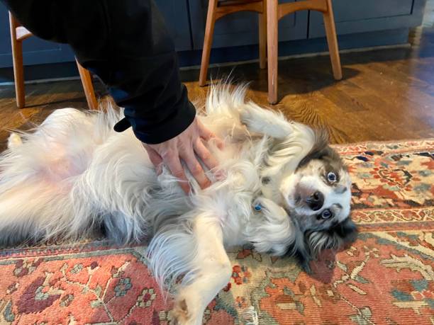 istock Happy dog getting a belly rub 1354709423