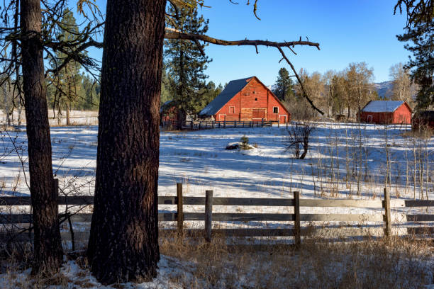 istock Red barn in winter with pine trees and fence 1354709432