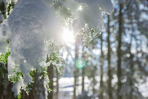 Snow-covered fir branch in the forest with sunlight