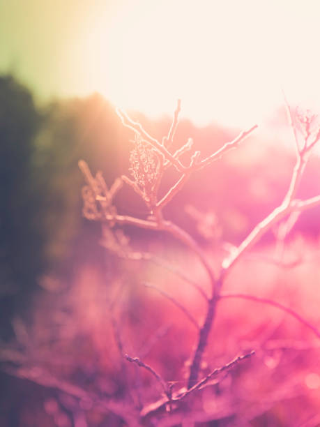 Pastel toned soft background image for nature themes with space for texts.
