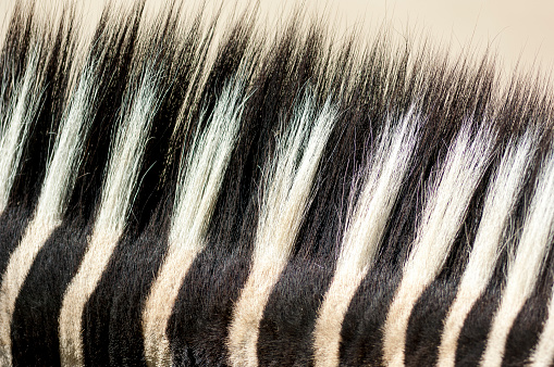 Close up a comb from a zebra skin