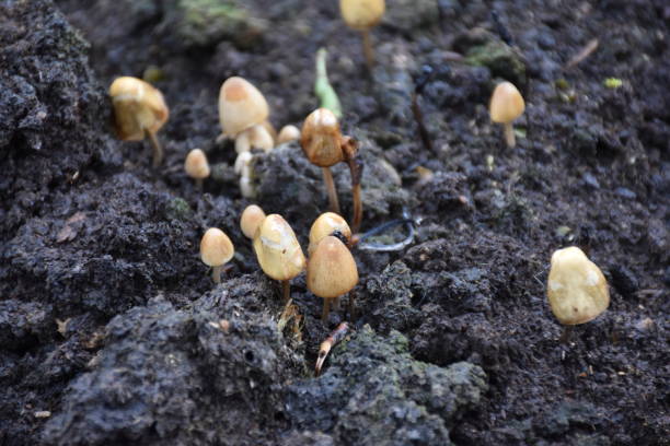 분뇨에 있는 psilocybe 세미란사타. - magic mushroom moss autumn outdoors 뉴스 사진 이미지