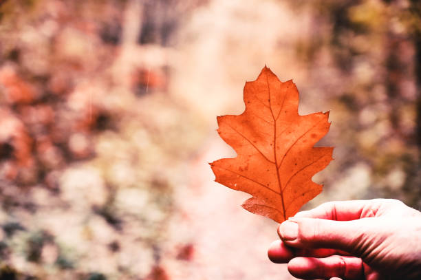 istock Human hand   showing oak leaf in the forest 1354713525