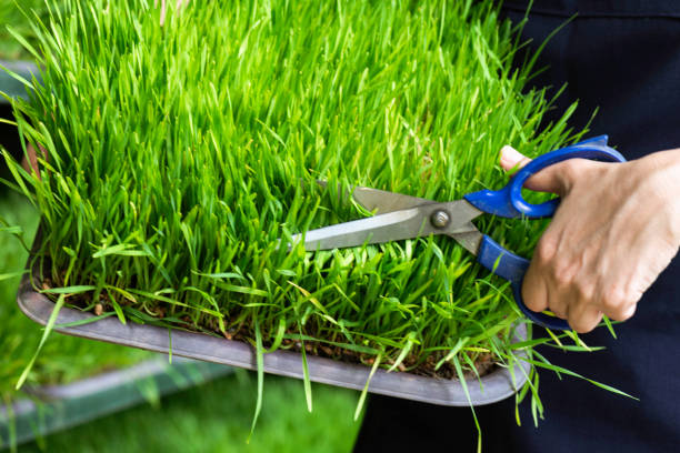 schneiden von weizengras - wheatgrass stock-fotos und bilder