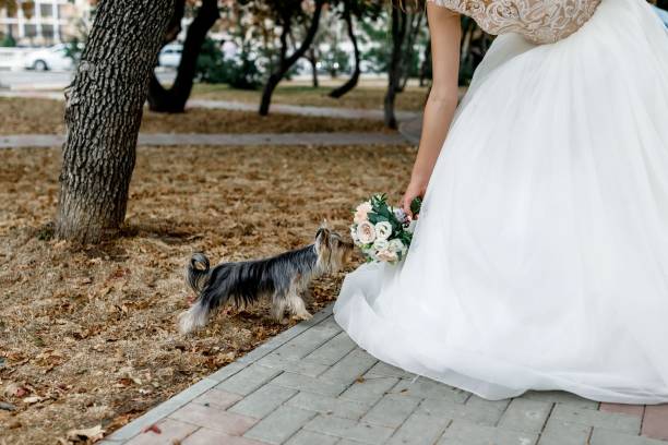 istock yorkshire terrier sniffing flowers 1354718473