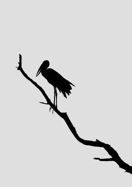 A silhouette of an open billed stork (Anastomus lamelligerus) standing on a branch The gap in the bill of the African Openbill stork was first hypothesized to serve as a nutcracker, crushing the shells of the snails this stork feeds on. Scientists later demonstrated that the bill does not serve this function. Rather the opening between the two mandibles facilitates grasping the shells of the snails. The convergent tips of the mandibles prevent the slipping forward of a spherical object being carried by the storks. african openbill anastomus lamelligerus stock pictures, royalty-free photos & images