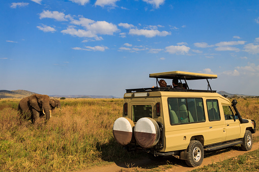 Serengeti, Tanzania - September 12, 2021: Tourists in SUV car watching and taking photos of african elephants in Serengeti national park, Tanzania. African safari