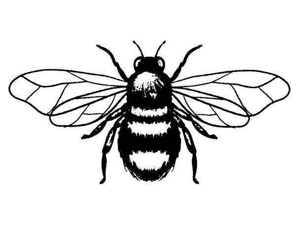 illustrazioni stock, clip art, cartoni animati e icone di tendenza di bumblee bee - apis