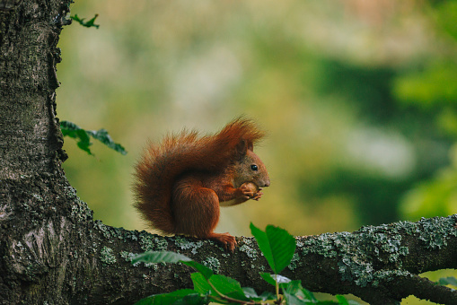 Red squirrel eating nuts on tree branch