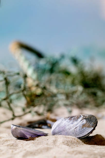 Mussels on Shoreline in Bar Harbor Maine