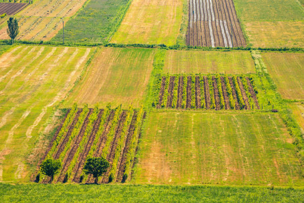 istock Agricultural fields where vineyards and other fruit and vegetable crops grow. 1354721963