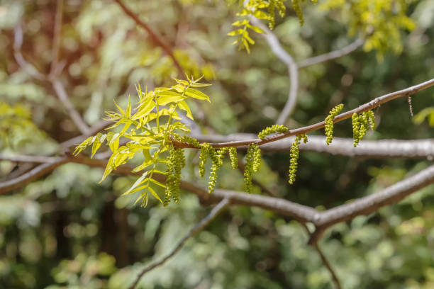 un árbol ornamental popular nativo de américa del norte: el nogal de roca (juglans rupestris) florece a principios de primavera con amentos verdes - walnut tree walnut nut branch fotografías e imágenes de stock