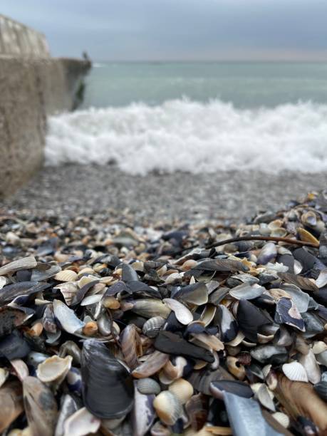 istock Seashells on the sea shore 1354723034