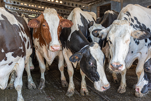 Group of dairy cows huddled in the cowshed looking at the camera