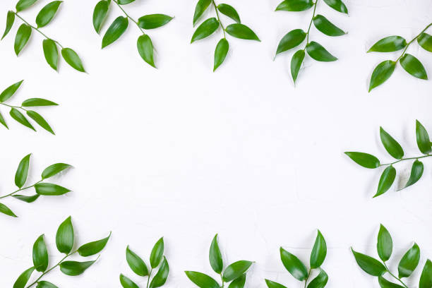istock Frame with green leaves on white background, horizontal, copy space 1354731286