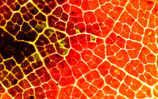 A microscopic  view of an autumn leaf's cells