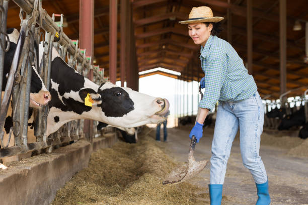 istock Asian woman farmer working in cowshed, feeds cows 1354733106