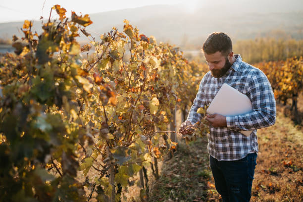 A man checks his vineyard A man checks his vineyard wine producer stock pictures, royalty-free photos & images