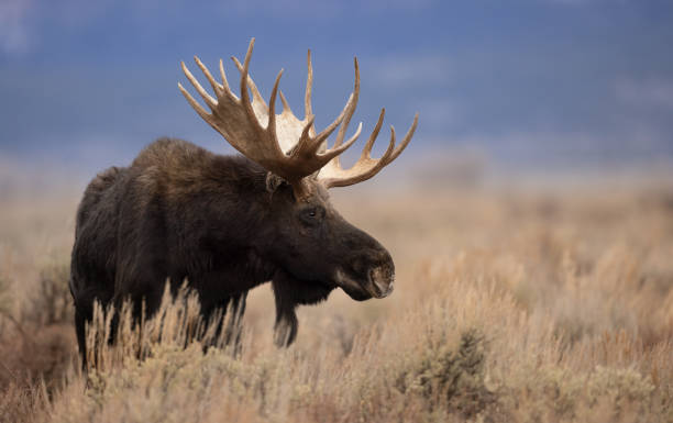 istock Moose in Grand Teton National Park 1354733405