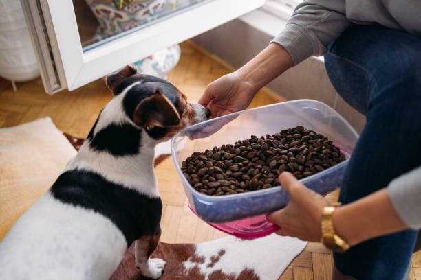 istock Unrecognizable Woman Feeding her Dog at Home 1354734764