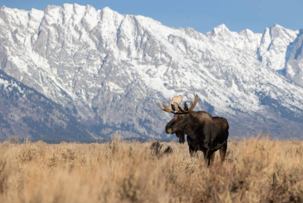 istock Moose in Grand Teton National Park 1354734794