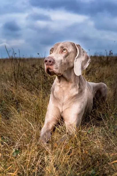 Weimaraner on an autumn meadow. Hunting dog in the meadow. Hunting season. Cloudy day on the hunt. A beautiful dog.