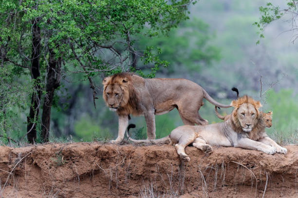 istock Lion family resting 1354734848