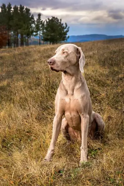 Weimaraner on an autumn meadow. Hunting dog in the meadow. Hunting season. Cloudy day on the hunt. A beautiful dog.