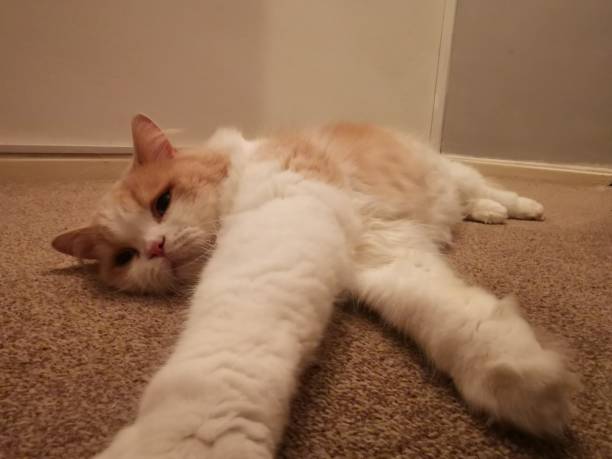 istock Cute cat tured and lying down 1354735202