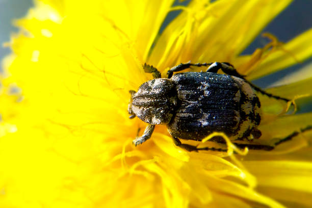 Beetle on dandelion close-up blurred background, insect on flower in summer stock photo
