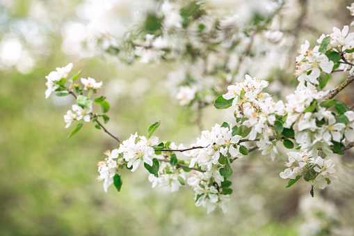 Blooming apple tree in spring time. Flower background. Soft focus - Image